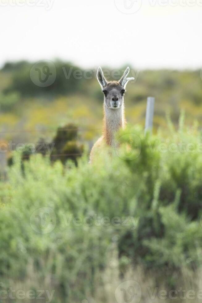 un' lama guardare su a partire dal dietro a alcuni cespugli foto