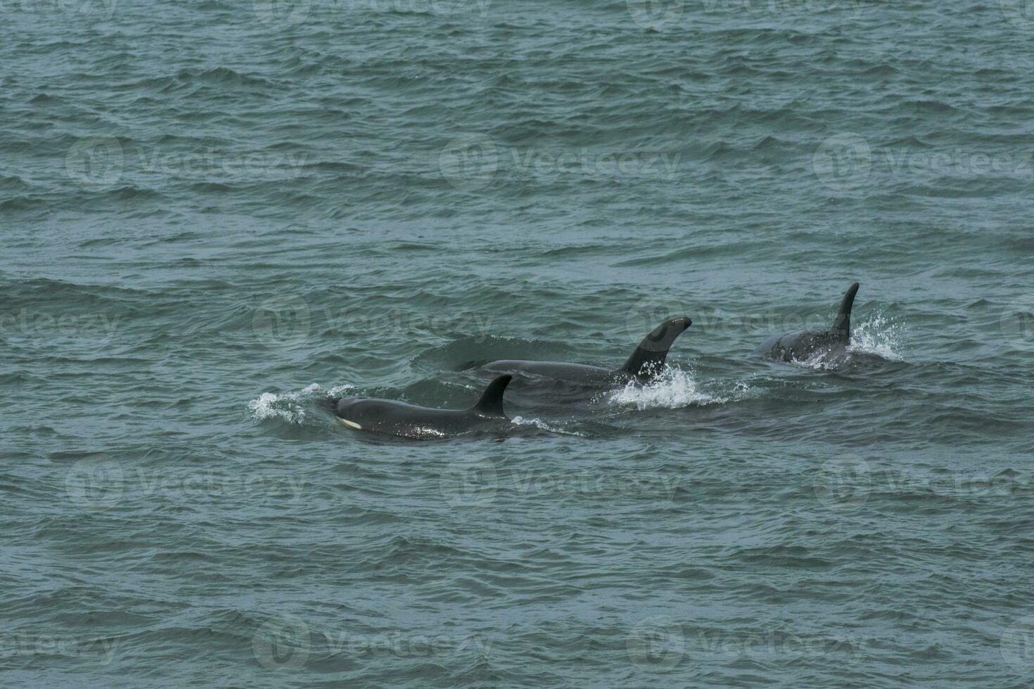 un' coppia di delfini nuoto nel il acqua foto