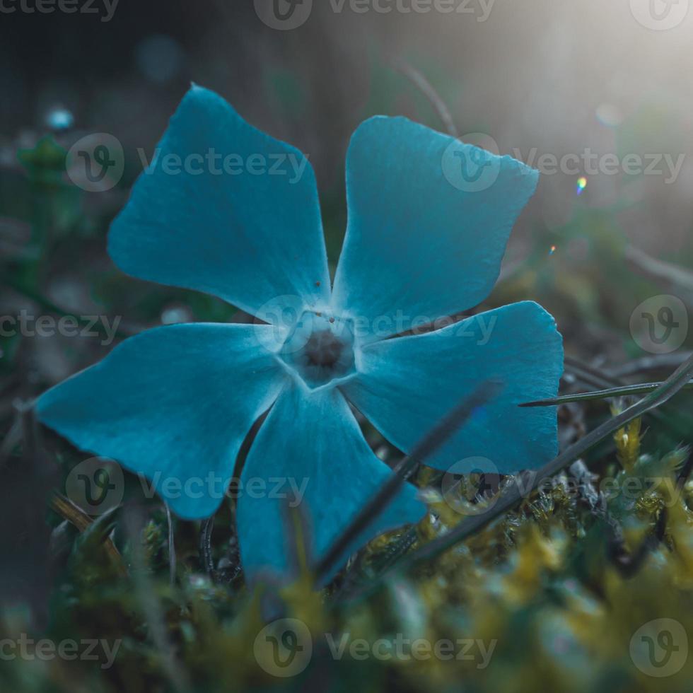 romantica pianta di fiori blu nella stagione primaverile foto