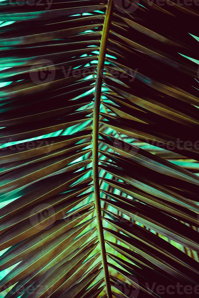 foglie di palma verdi nella stagione primaverile foto