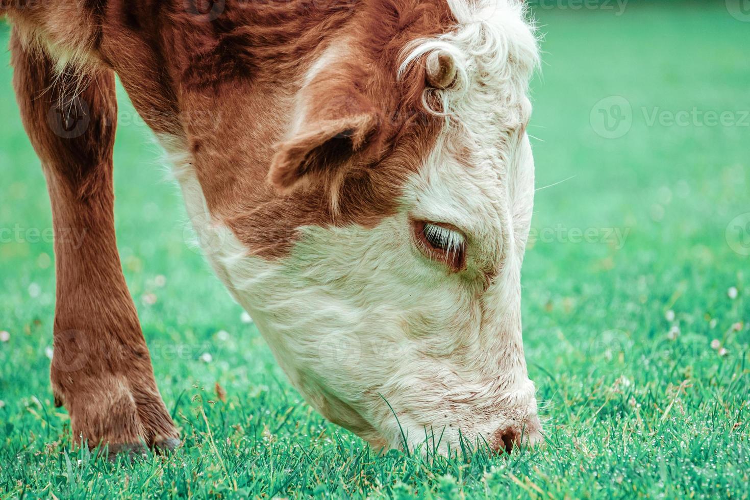 bellissimo ritratto di mucca marrone nel prato foto