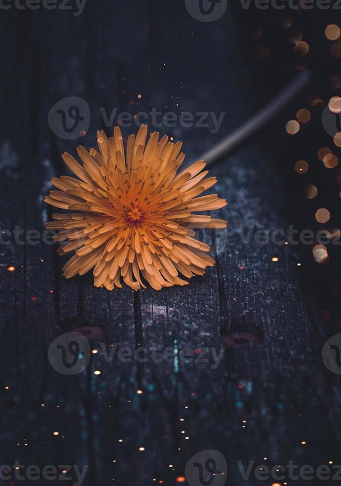 romantico fiore giallo nella stagione primaverile foto