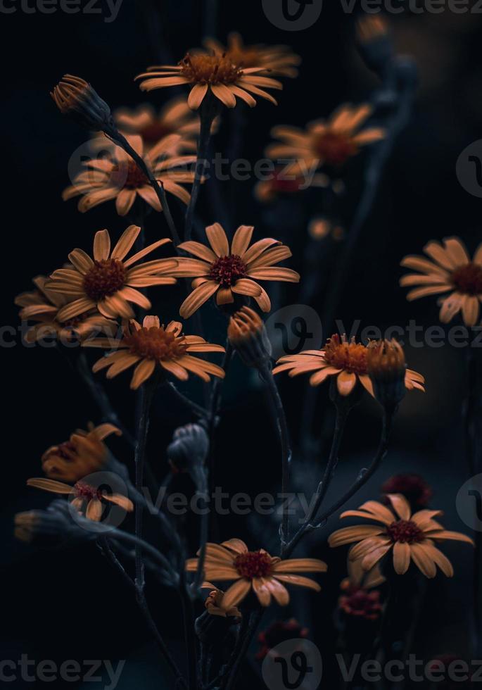 romantico fiore giallo nella stagione primaverile foto