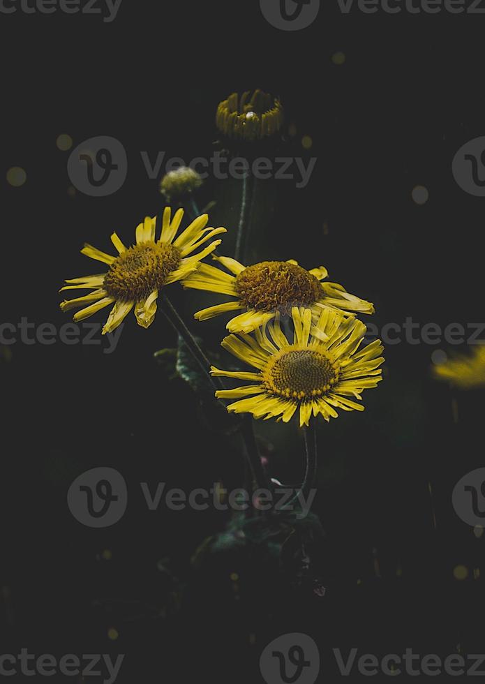 romantico fiore giallo nella stagione primaverile foto