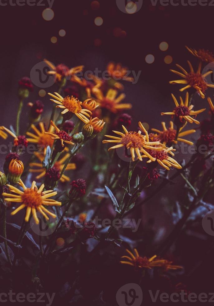 romantico fiore giallo nella stagione primaverile foto