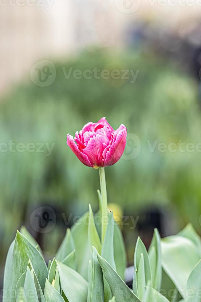 tulipano rosa su un letto di fiori in giardino. primavera. fioritura. foto