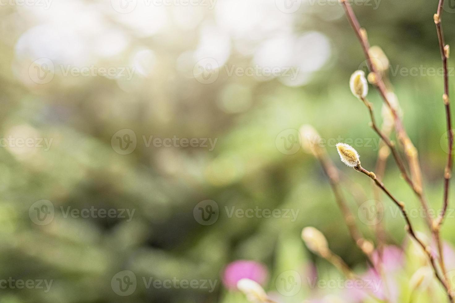 i giovani germogli dell'albero sbocciano nel giardino. primavera.fioritura foto