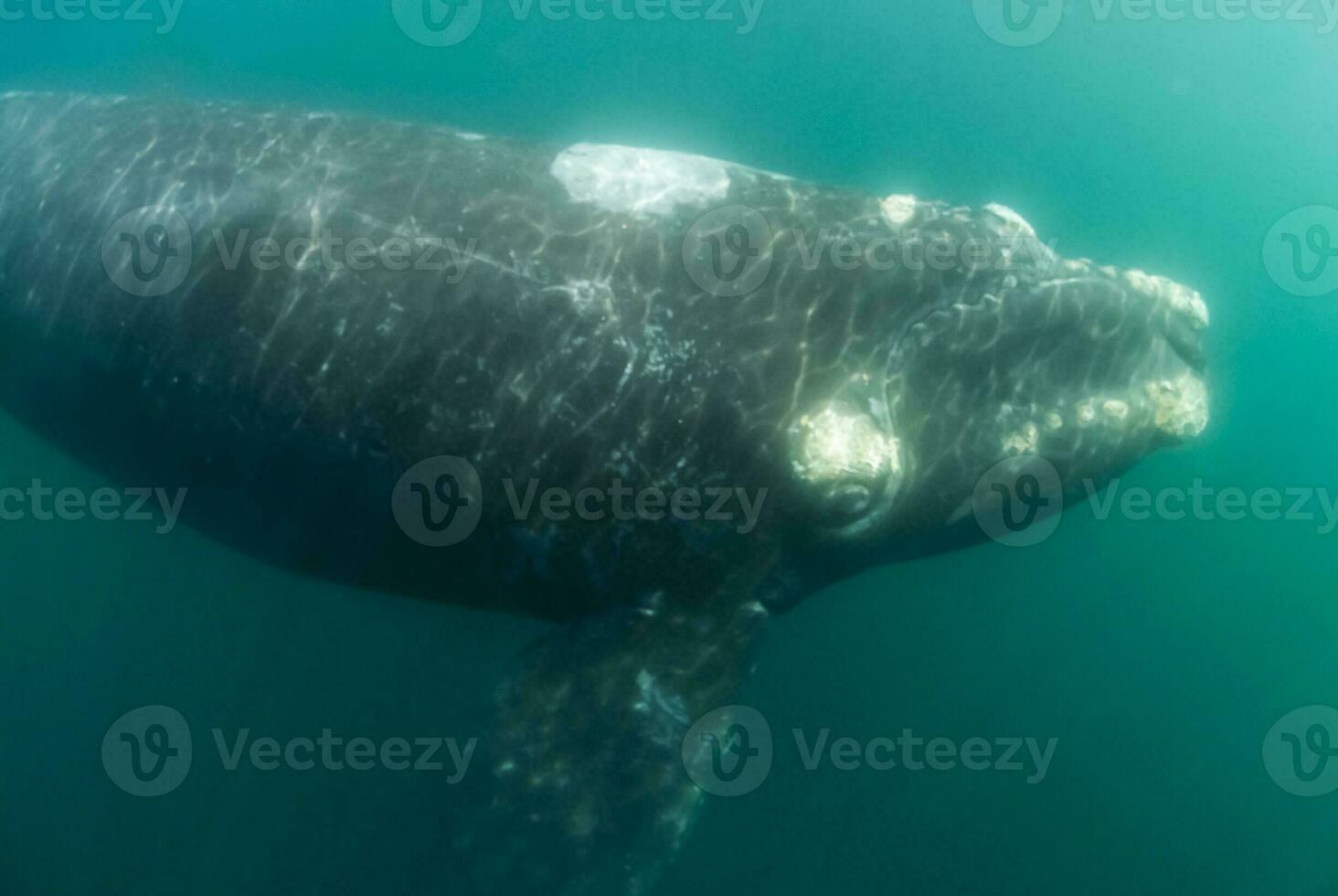 elefante foca nel chabut, patagonia foto