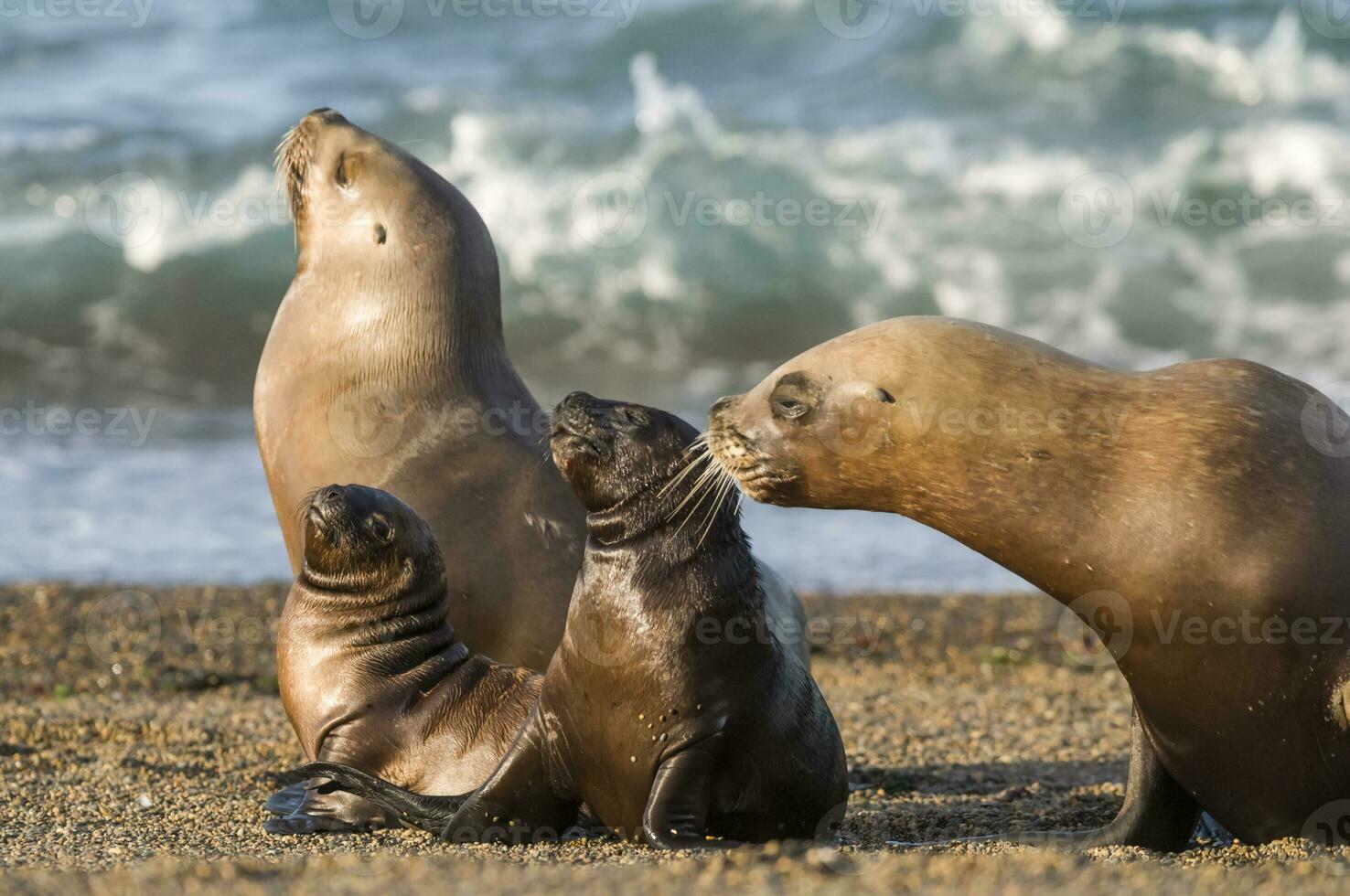 foche nel patagonia foto