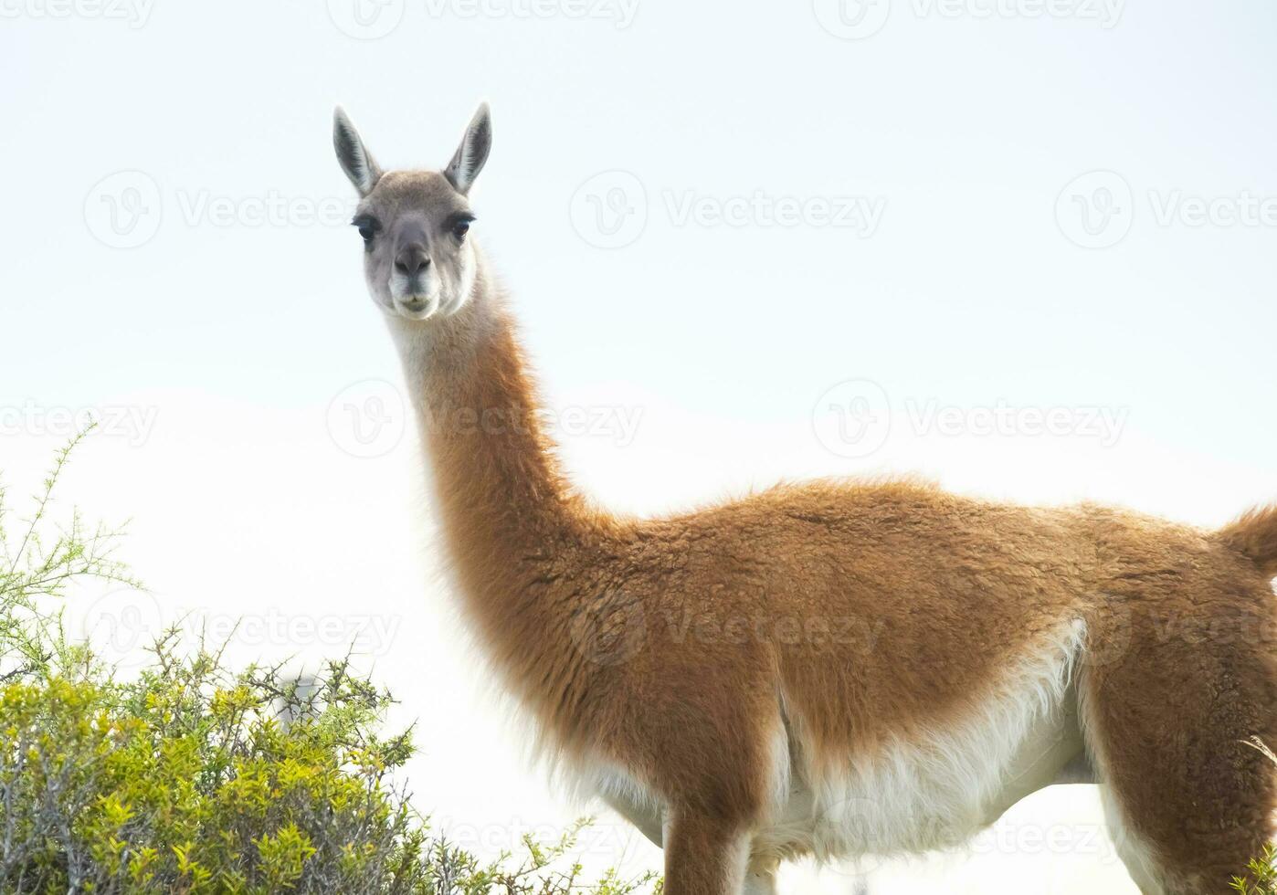 guanaco animale nel il selvaggio, pampa, argentina foto