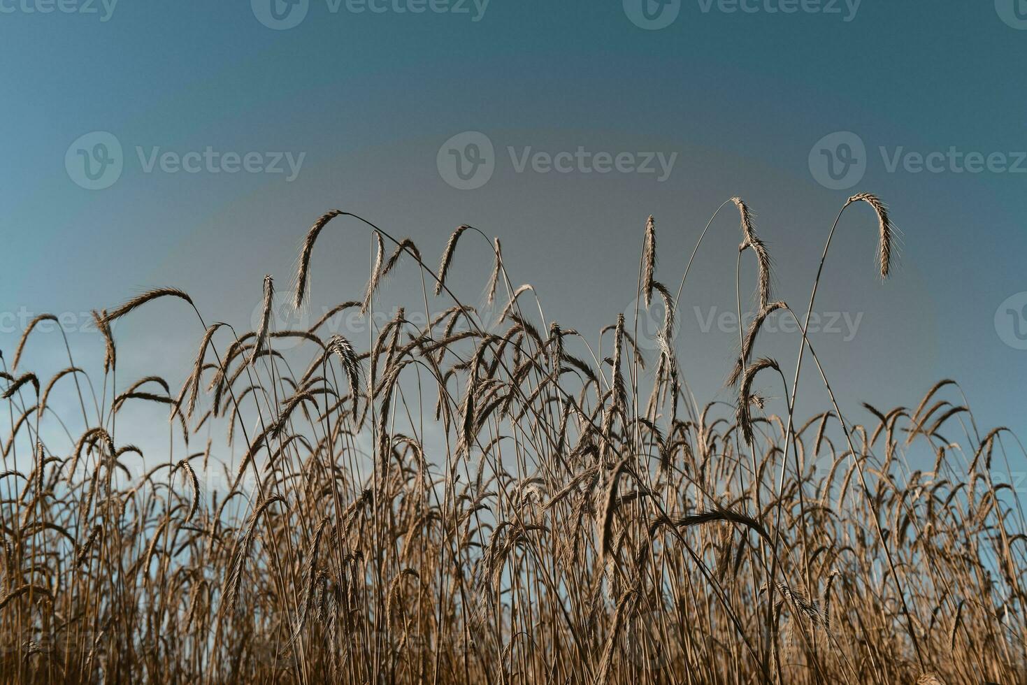 campo di erba di grano foto