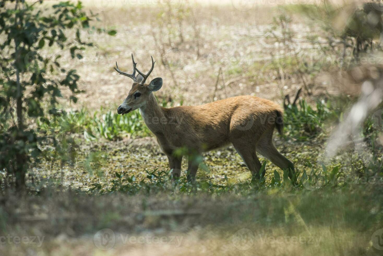 cervo nel brasiliano pantanal foto