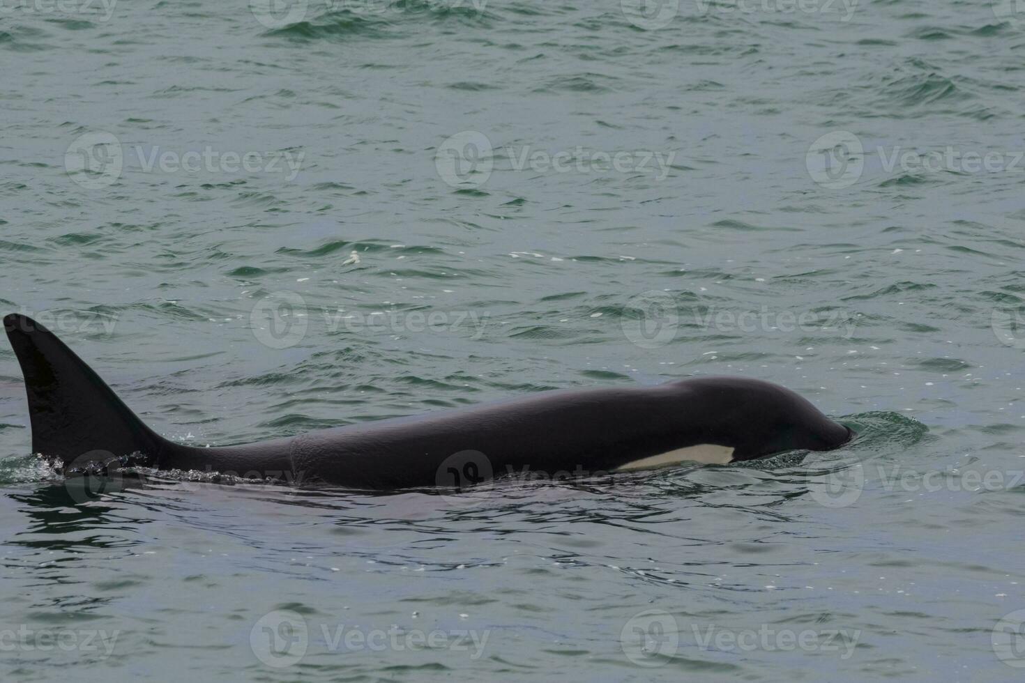 orca nel il acqua foto