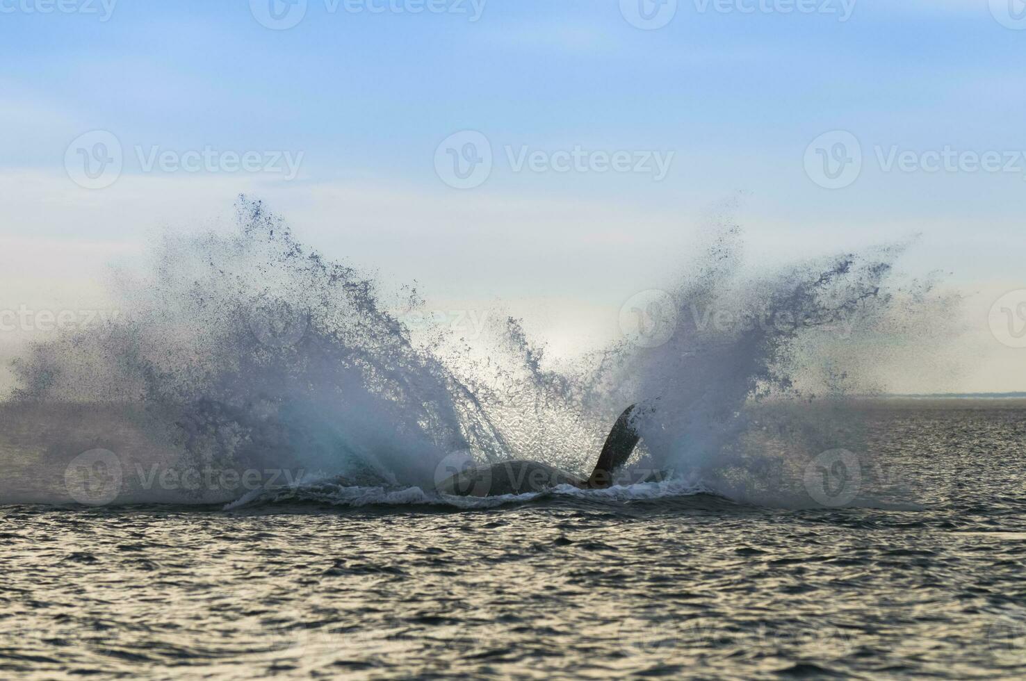 grande balena salto nel il acqua foto