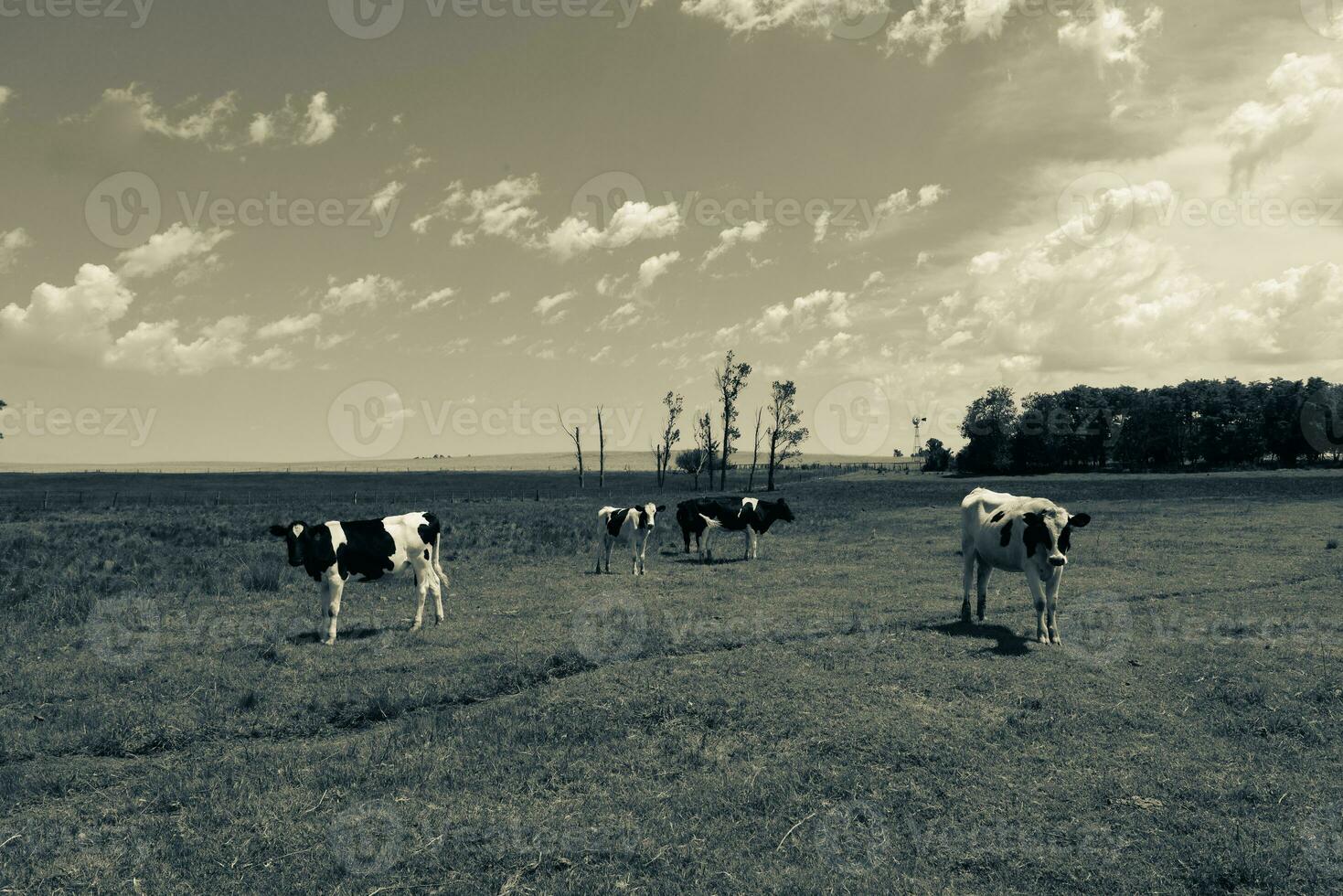 Toro allevamento nel il argentino campagna foto