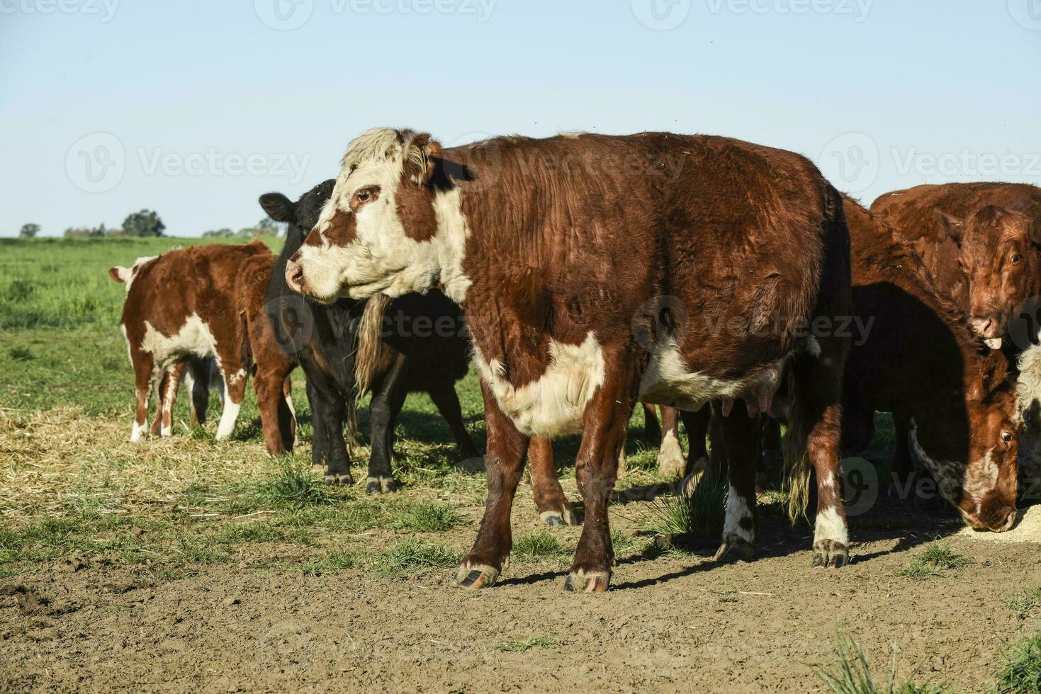 Toro allevamento nel il argentino campagna foto