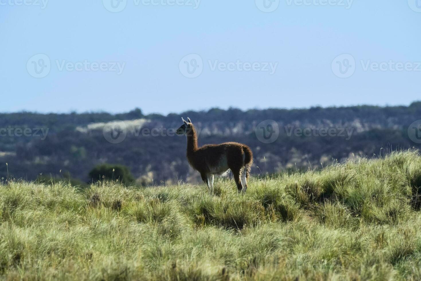 guanaco mammifero nel il selvaggio, Sud America foto