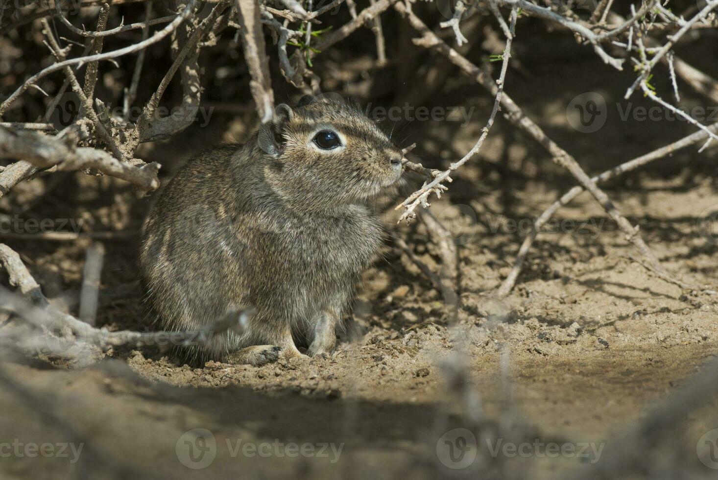 cui roditore nel chubut, argentina foto