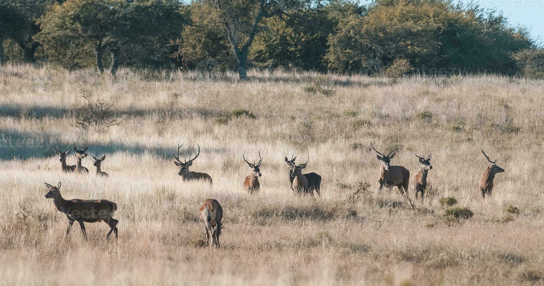 rosso cervo nel luro natura Riserva foto