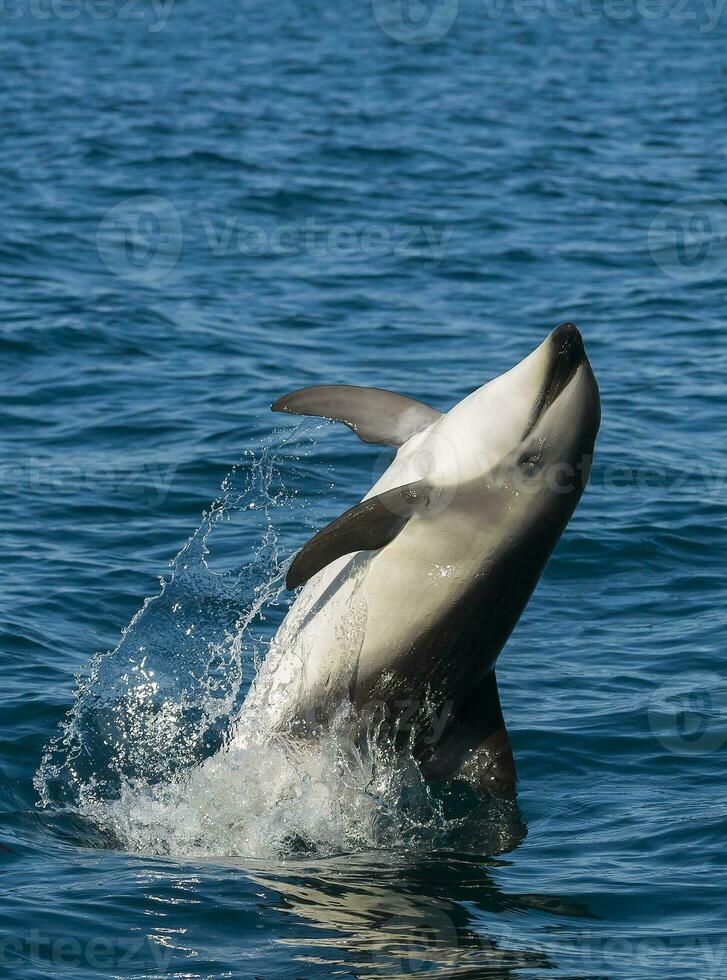 orca balena varco nel il oceano foto