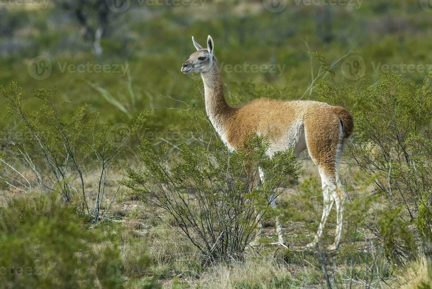 un' lama è in piedi nel il spazzola foto