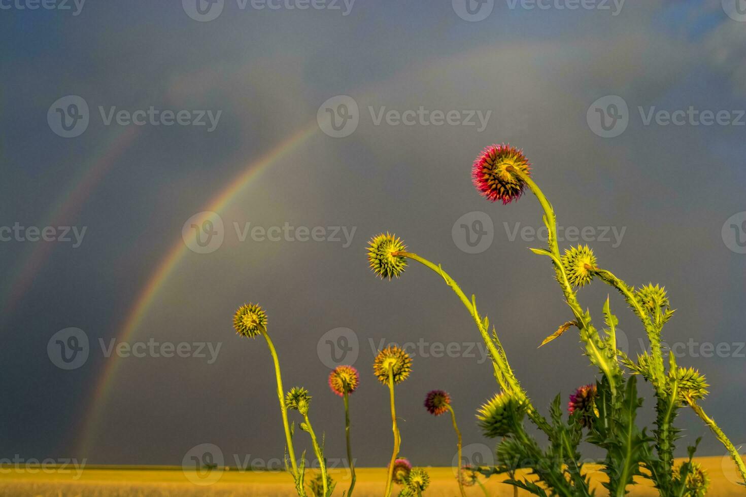 un' campo con fiori e un' arcobaleno nel il sfondo foto