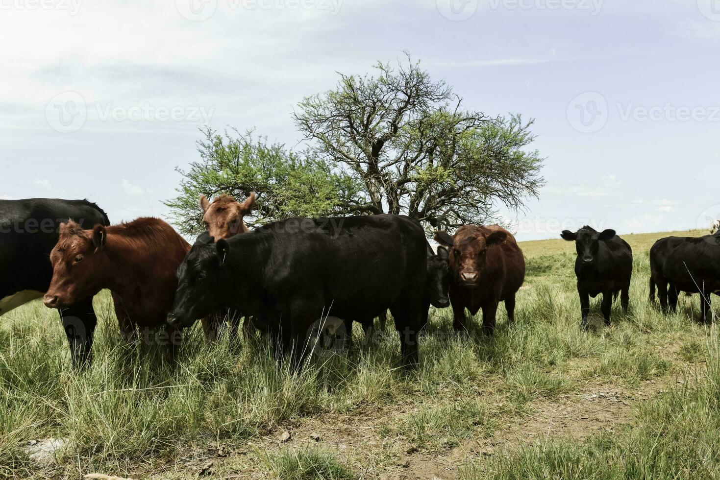 azienda agricola pascolo con mucche foto