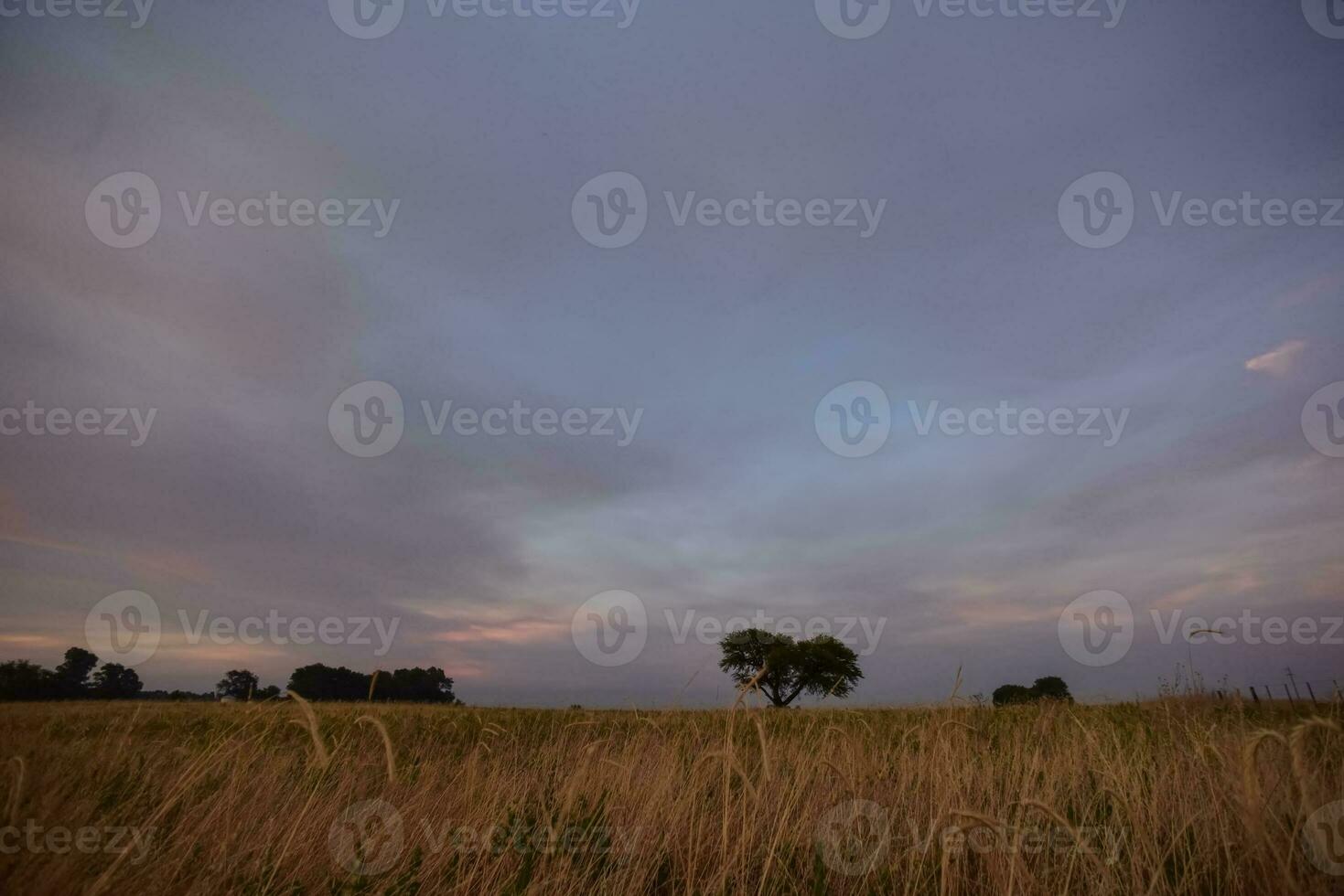 un' solitario albero sta nel un' campo a tramonto foto