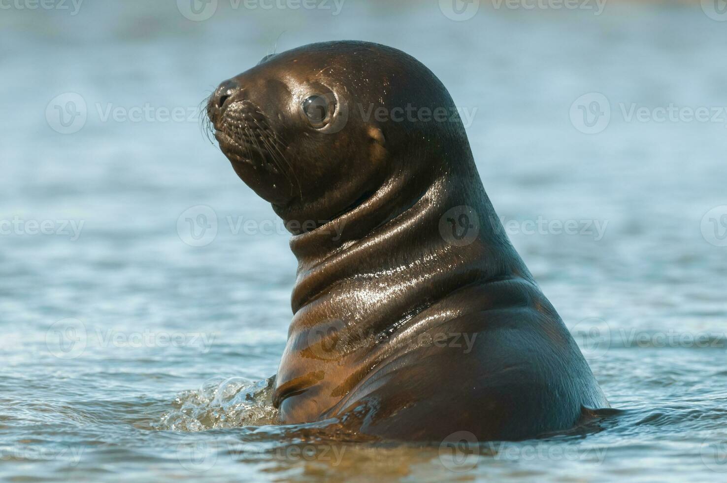 mare leoni ritratto foto