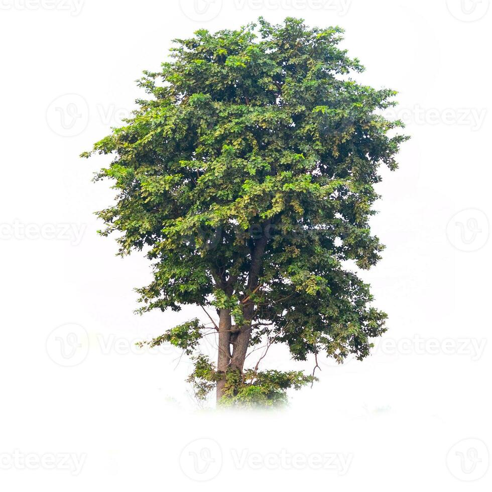 grande albero isolato su sfondo bianco foto