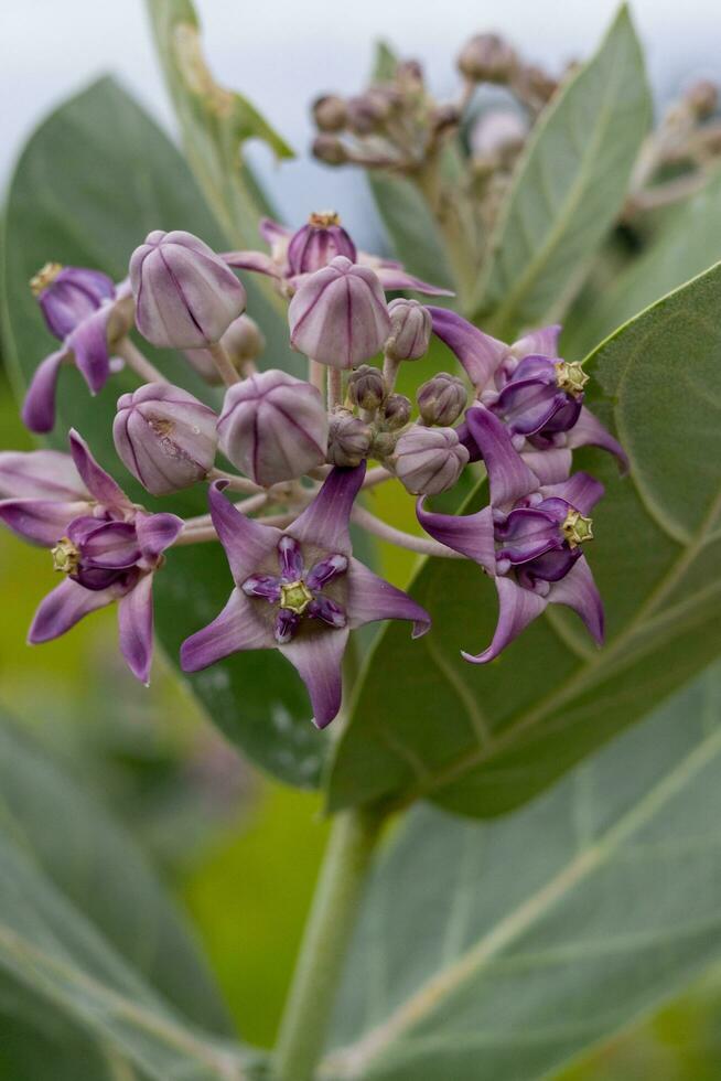 corona fiori viola colore in forte espansione con il sole in aumento, corona fiore molto bellissimo fiori, a mattina tempo guardare esso rendere sensazione contento e rilassante, corona fiore con viola colore di Tailandia. foto