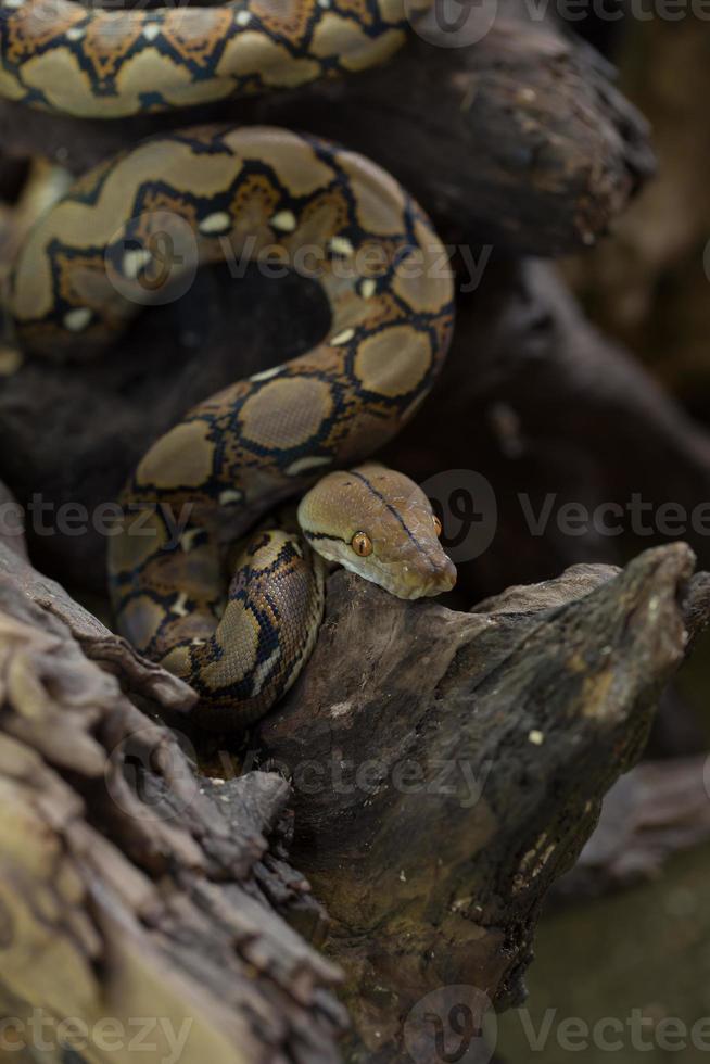 ritratto di boa serpente boa constrictor sul ramo di un albero foto