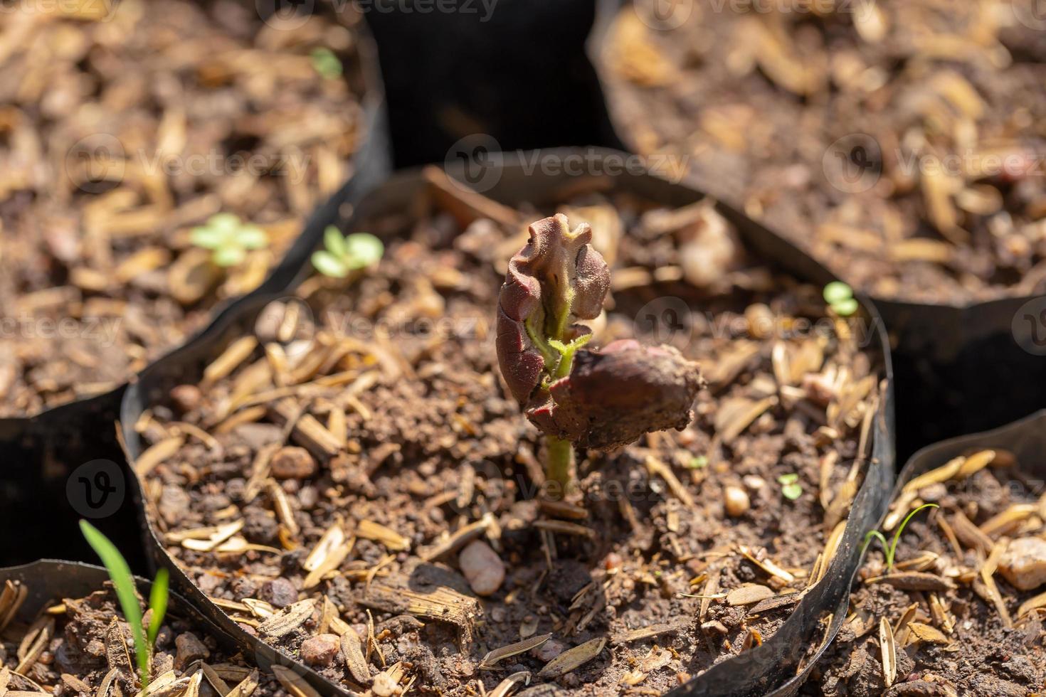 gli alberi di cacao stanno crescendo nuovi nella fattoria foto