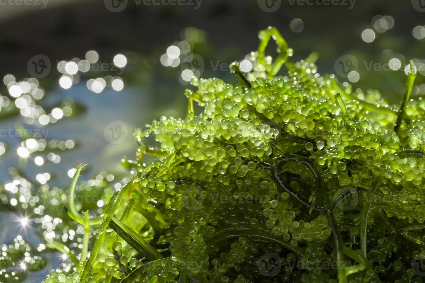 uva di mare caviale verde alghe cibo sano foto