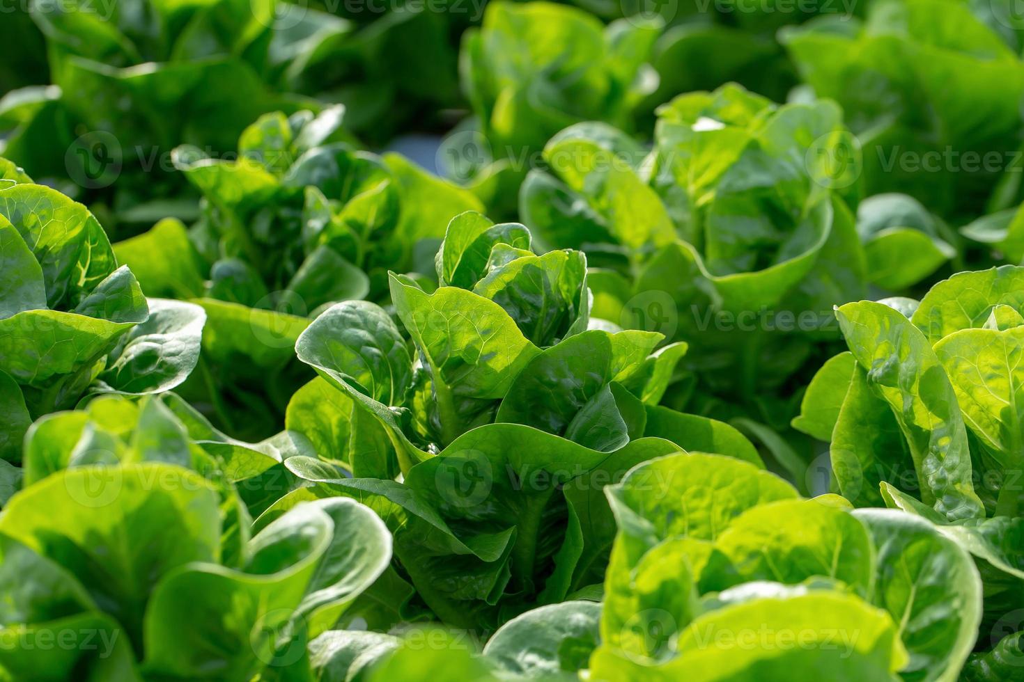 lattuga fresca foglie insalate fattoria idroponica vegetale foto