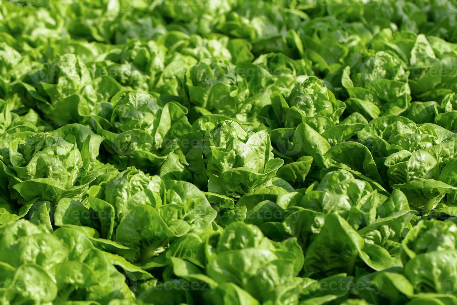 lattuga fresca foglie insalate fattoria idroponica vegetale foto