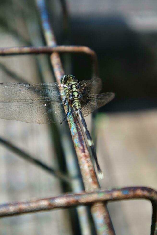 foto di libellula su filo recinto