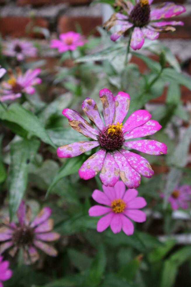 fotografie di fiori attaccato di parassiti e malattie