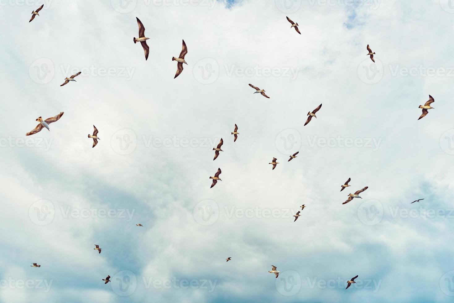 gabbiani in volo su un drammatico cielo blu. gabbiani tra le nuvole del cielo azzurro. foto