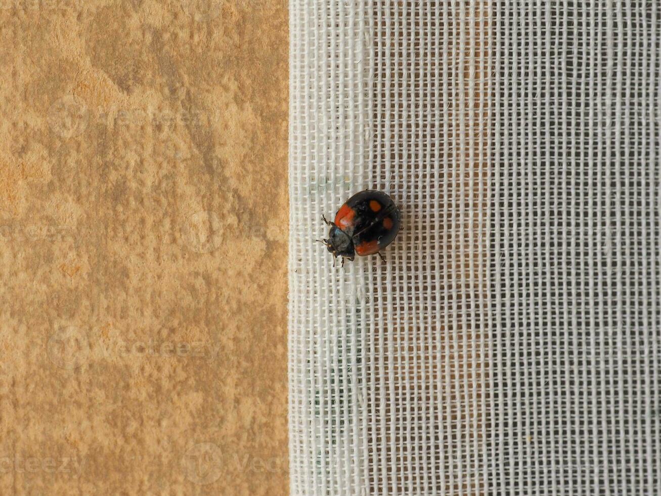 coccinella insetto animale foto