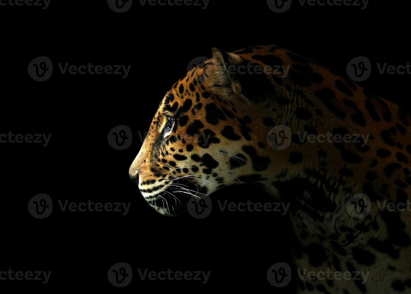 giaguaro panthera onca nel il buio foto