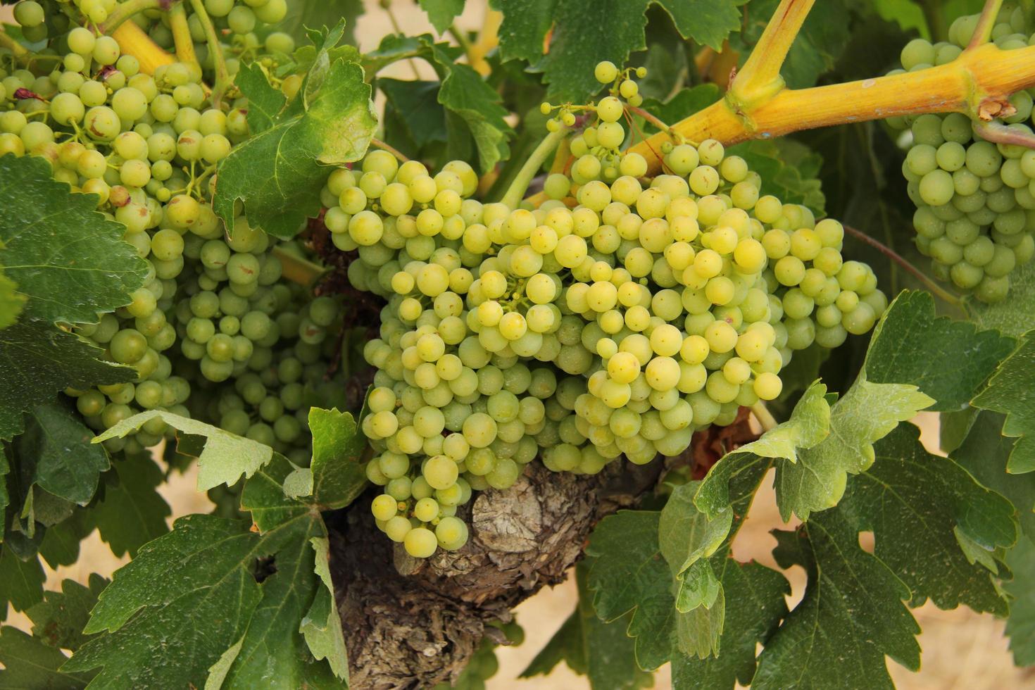 grappolo d'uva cruda appeso a una vite, cespuglio d'uva foto