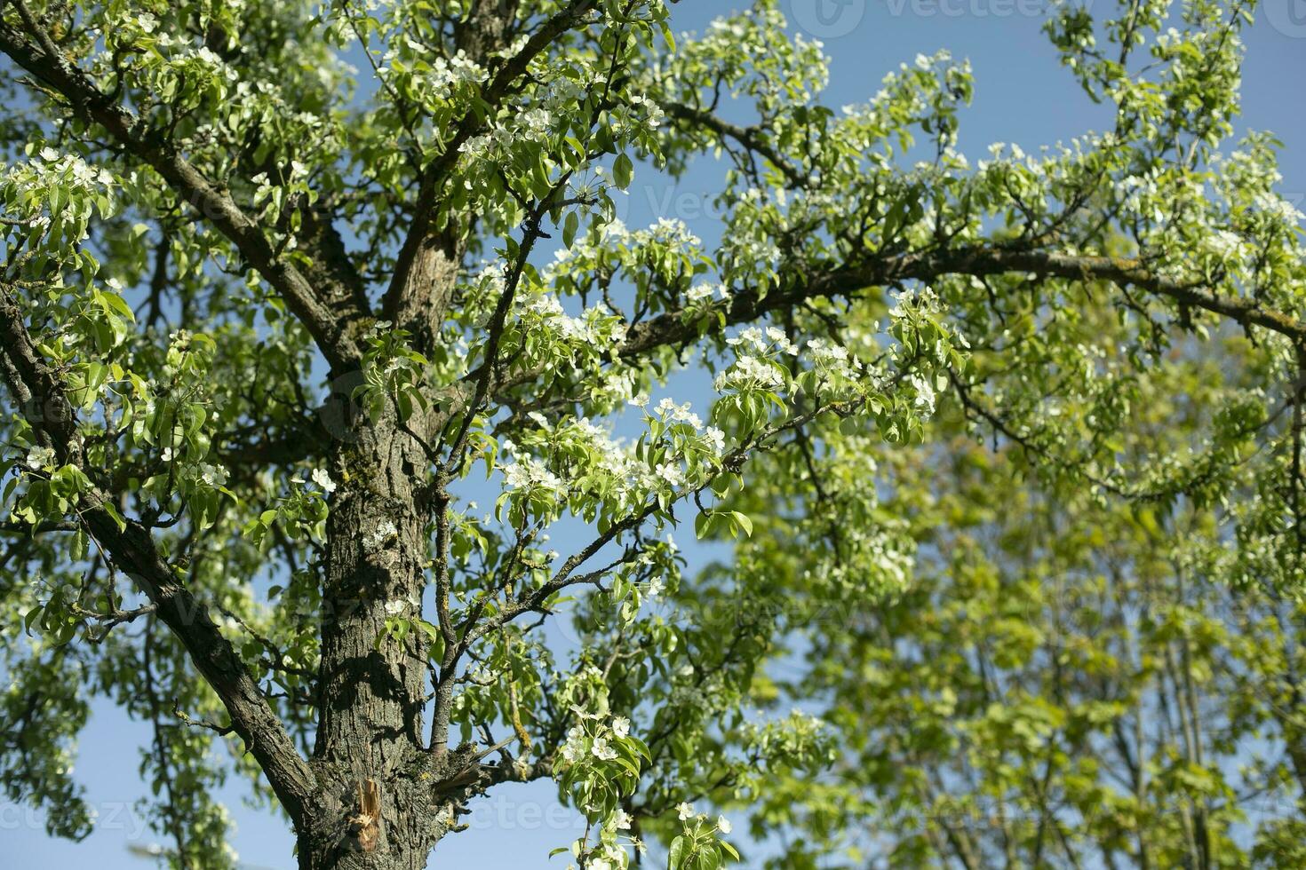 Mela albero nel primavera. Mela fiori. le foglie di albero. foto