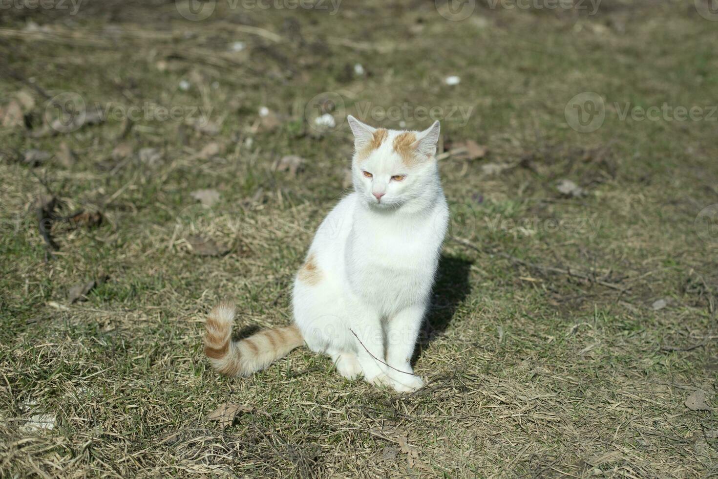bianca gatto su strada. animale domestico è a passeggio. giovane gatto con bianca capelli. foto