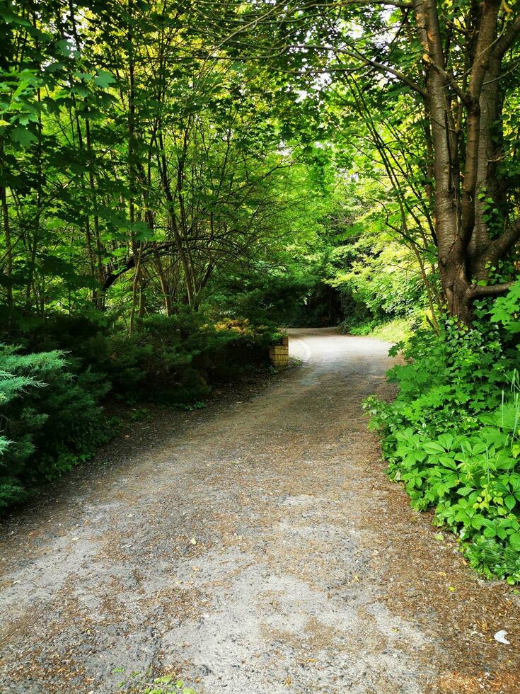 sentiero nel il verde foresta. primavera paesaggio. il concetto di attivo, ecologico e foto turismo