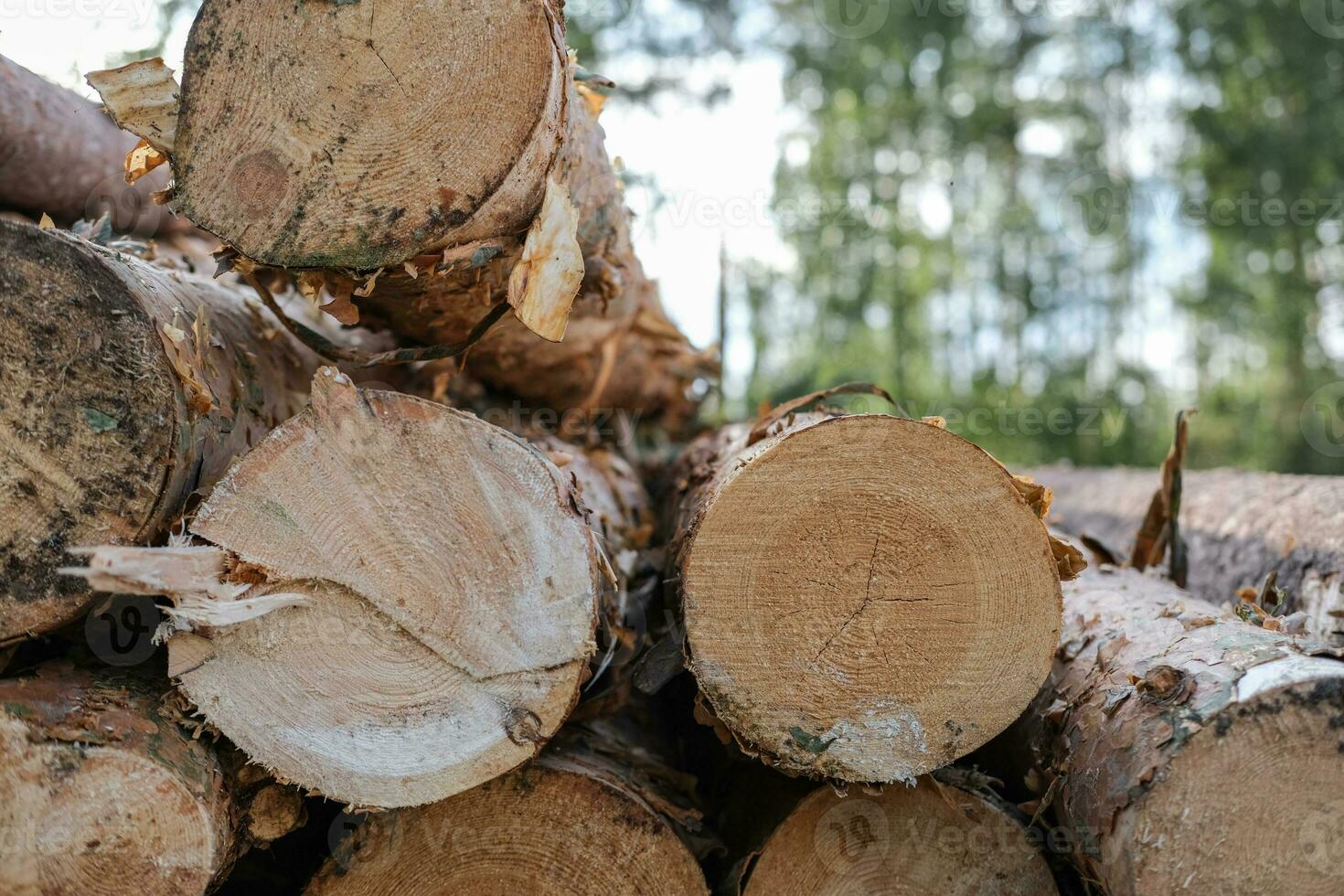 pino logs avvicinamento. deforestazione. legna preparazione. registrazione industria foto