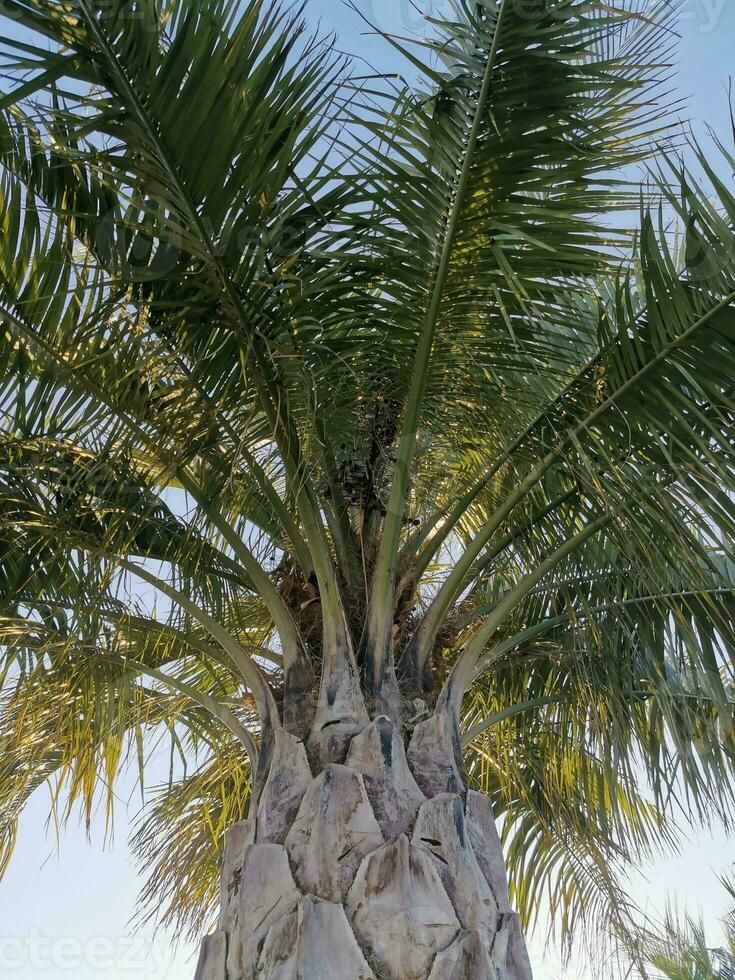 palma albero su blu cielo sfondo, Basso angolo Visualizza foto