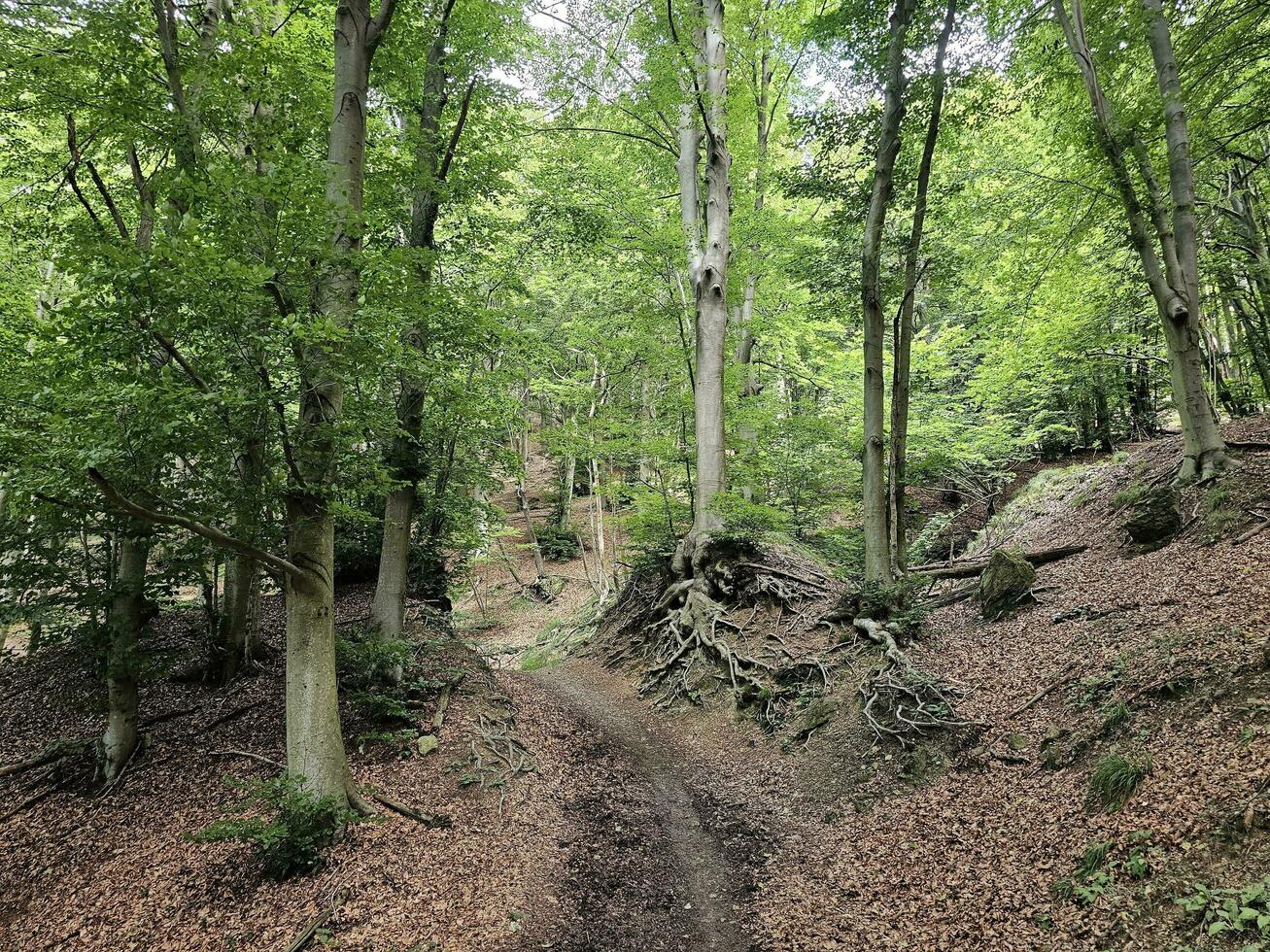 il foresta di il italiano Provincia di liguria nel il estate stagione di 2023 foto