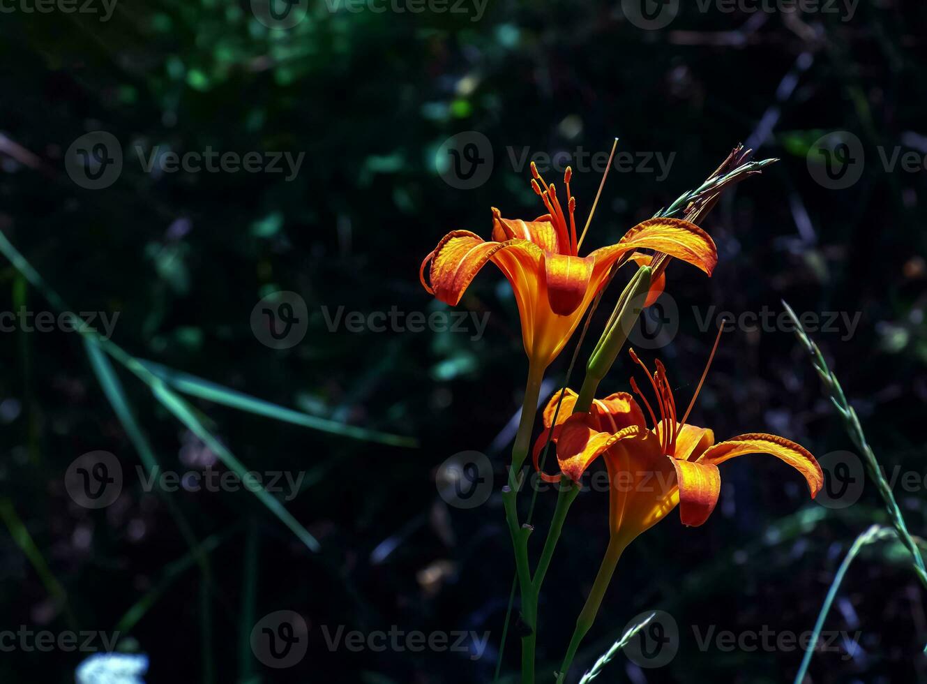 hemerocallis fulva o il arancia giglio di giorno. Mais giglio fioritura nel il giardino. vicino su. dettaglio. foto