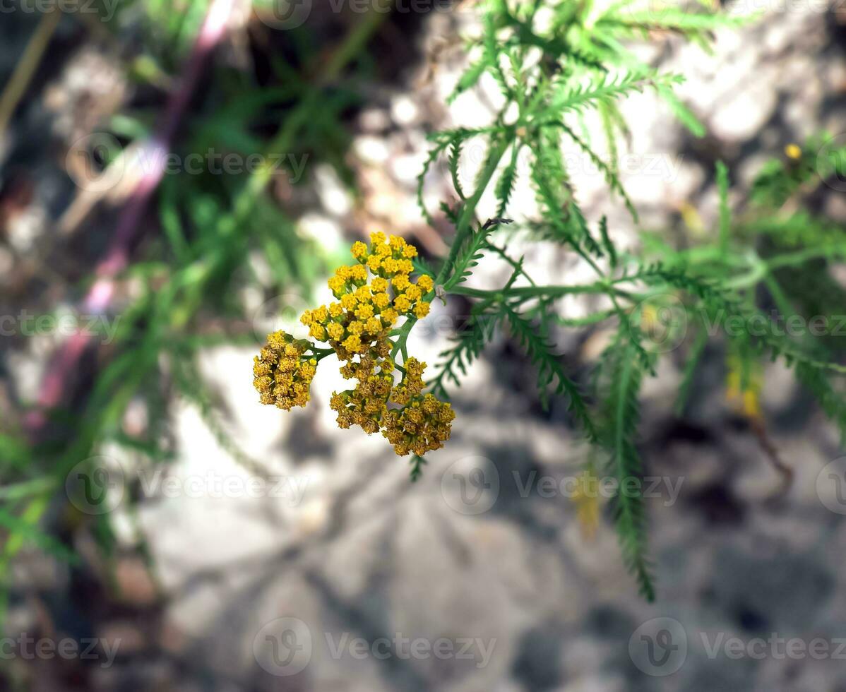 fiori di Achillea agerato, anche conosciuto come dolce achillea, nel il giardino. esso è un' fioritura pianta nel il girasole famiglia, asteracee. foto